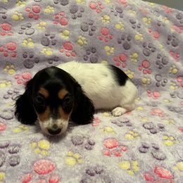 Dots - Piebald female Dachshund puppy in Irving, Texas from DFW Dachshunds by G & S