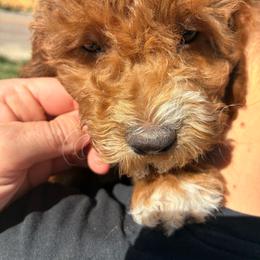 Eeyor - Buff and white male Cockapoo puppy in Adrian, Oregon from ApplebyFarm
