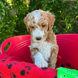 Aqua Collar boy - Aswan (Egypt) - Apricot male Goldendoodle puppy in West Sacramento, California from Pomegranate Doodles