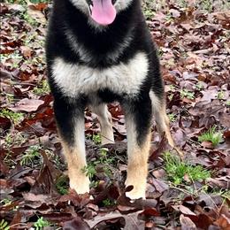 Maverick - Black and tan male Shiba Inu puppy in Clayton, Oklahoma from Kiamichi Shiba Inu