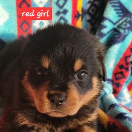 Red girl - Black and mahogany female Rottweiler puppy in Custer County, Oklahoma from Rough Creek Kennels