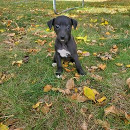 Mandy - Black female Whippet puppy in Davenport, Iowa from Whippety Split