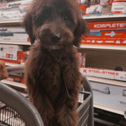 Patty Pink - Black female Whoodle puppy in Youngstown, Florida from Wonderland’s Boujie Kennels