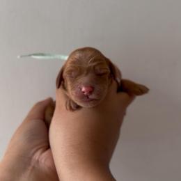 Tater Tot - Caramel red male Australian Labradoodle puppy in Belding, Michigan from Rutu Australian Labradoodles