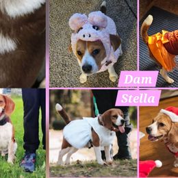Beagle puppies from Nse Farms Beagles