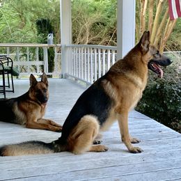 German Shepherd All Grown Up from Angel Oak German Shepherds