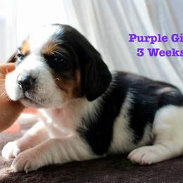 Purple Girl - Black white and tan female Beagle puppy in Grantsville, Maryland from Fable & Fern Beagles