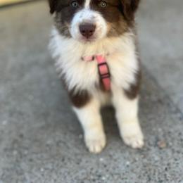 Australian Shepherd Puppies from Dream E River Ranch