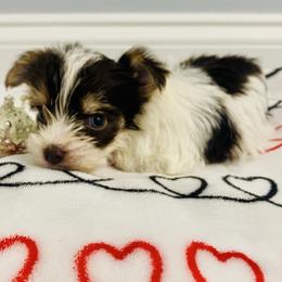 Simon - Chocolate, tan and white male Yorkshire Terrier puppy in Chattanooga, Tennessee from Fuzzy Yorkie Babies
