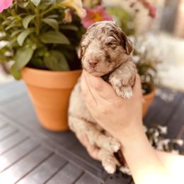 Goldendoodle, Labradoodle, and Sheepadoodle Puppies from The Parrish Doods