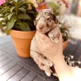 Goldendoodle, Labradoodle, and Sheepadoodle Puppies from The Parrish Doods