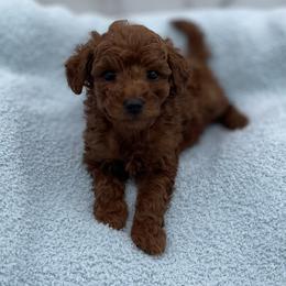 Acorn - Red  male Goldendoodle puppy in Kansas City, Kansas from Bella & Ivy’s Mini Goldendoodles of KC