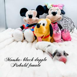 Mooska - Dapple female Dachshund puppy in Prairieville, Louisiana from Southern Barron Danes & Dachshunds