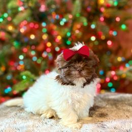 Girl 3 - Liver and white female Shih Tzu puppy in Seguin, Texas from Dolled Up Shih Tzus
