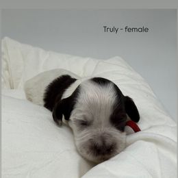 Truly - Chocolate female Australian Labradoodle puppy in Denton, Texas from Liberty Hill Labradoodles