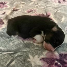 Black tri boy - Black tri-color male Australian Shepherd puppy in Saint Augustine, Florida from NorthBeach Aussies