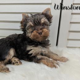 Winston - Chocolate and tan male Yorkshire Terrier puppy in Austin, Texas from Rhine Valley Yorkies