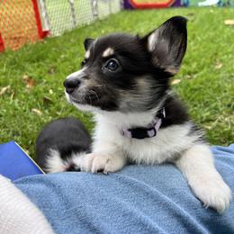 8 - Black and tan female Pembroke Welsh Corgi puppy in Sparta, New Jersey from CrestCottage Corgis