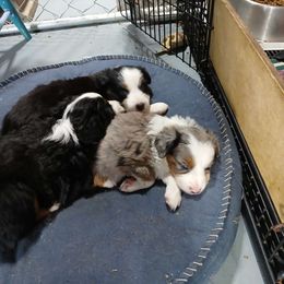 Petunia (rhubarb) - Blue merle Miniature Australian Shepherd puppy in Viking, Minnesota from Son Shine Farm