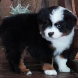 Girl 1 - Black tri female Miniature Australian Shepherd puppy in Lawton, Oklahoma from Lindsey’s Aussies