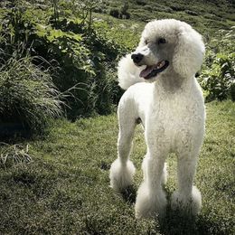 Poodles from Galavanting Poodles