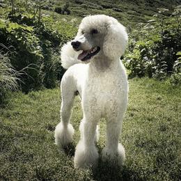 Poodles from Galavanting Poodles