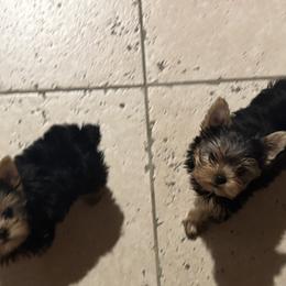 Yorkshire Terrier Puppies from Heaven_sent_toy_yorkies