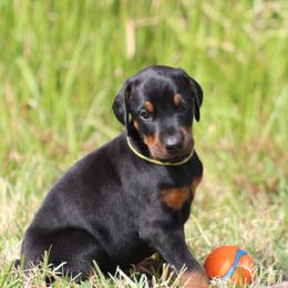 Doberman Pinscher Puppies from Key To My Heart Dobermans