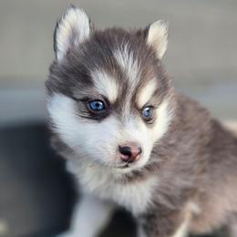 Harley - Black and white male Pomsky puppy in Coatesville, Pennsylvania from Peaceful Pomskys