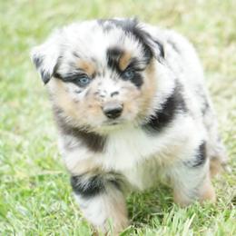 Waylon - Blue merle male Miniature Australian Shepherd puppy in Ada, Oklahoma from Caprock Mini & Toy Aussies