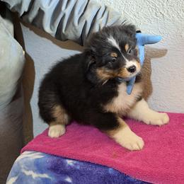 Girl 2 - Black tri-color female Australian Shepherd puppy in Millville, New Jersey from Creekside Canines