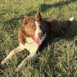 Border Collie puppies from Silver Creek Ridge
