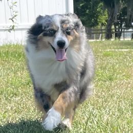 Boss - Miniature Australian Shepherd
