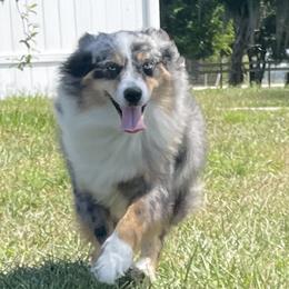 Boss - Miniature Australian Shepherd