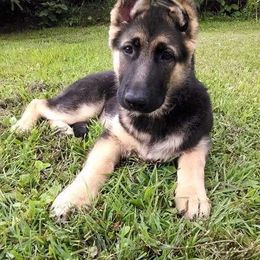 German Shepherd Puppies from Spruce Valley German Shepherds