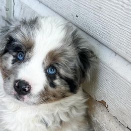 Lewis - Blue merle Miniature Australian Shepherd puppy in San Antonio, Texas from Firefly River Mini Aussies