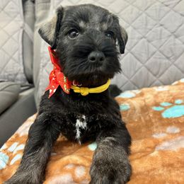 Miniature Schnauzer Puppies from NM Schnauzer Minis