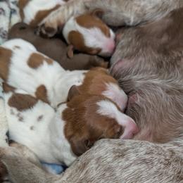 Dachshund Puppies from Ferrario Dachshunds