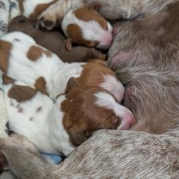 Dachshund Puppies from Ferrario Dachshunds