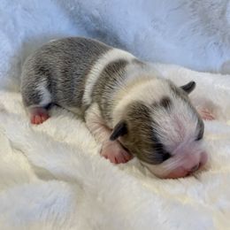 Girl 8 - Boston Terrier puppy in George West, Texas from Duke of Earl’s Boston Terriers