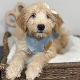 Chai-Purple - Sable female Bernedoodle puppy in Oak Hills, California from High Desert Doodles