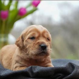 Neo - Dark golden male Golden Retriever puppy in Saint Joe, Indiana from Golden Acres Farm