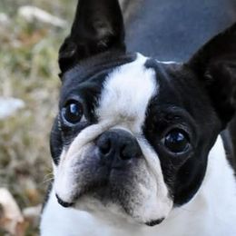 Boston Terriers from 8 Bar M Ranch LLC.