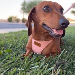 Ellie - Dachshund