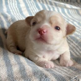 Theo - Cream male Chihuahua puppy in Red Bluff, California from Lane’s Little Long Coats