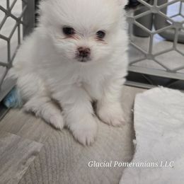 Little Joe - White male Pomeranian puppy in Cornville, Arizona from Glacial Pomeranians