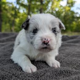 AKC Blue Merle Girl 1 - Blue merle female Border Collie puppy in Noble, Oklahoma from CheckItOut Border Collies