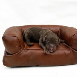 Roxie - Tri-color female Australian Labradoodle puppy in Wamego, Kansas from Doodles of Oz