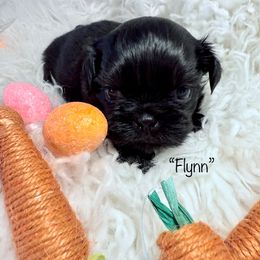 Flynn - Black Shih Tzu puppy in Ann Arbor, Michigan from LuLu’s Shih Tzu’s of Michigan