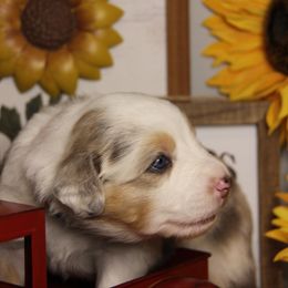 Australian Shepherd Puppies from Cooper Ridge Aussies